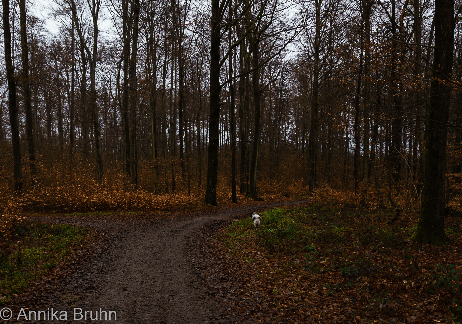 Welchen Weg möchte man gehn